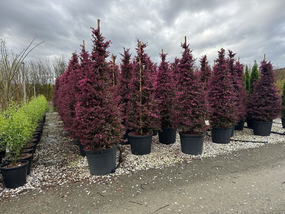 Tuia brazi maslini ilex pohtinia bosai spirale pom-pom cedru evonimius