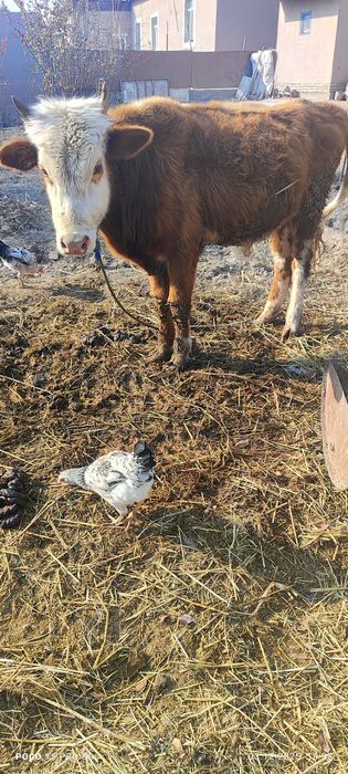 Õkitcha boqiladigan