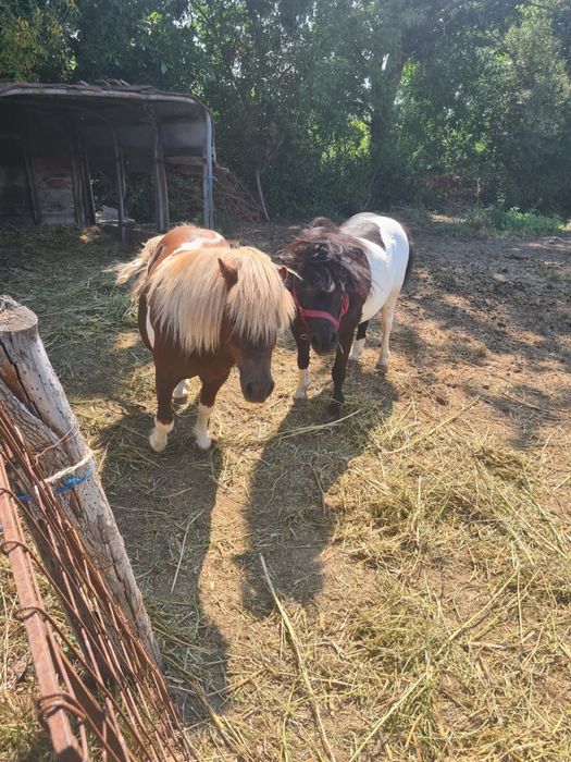 Vand ponei,un mascul si o femela gestantă