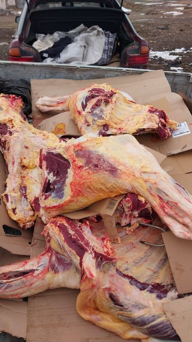 Мясо говядина конина