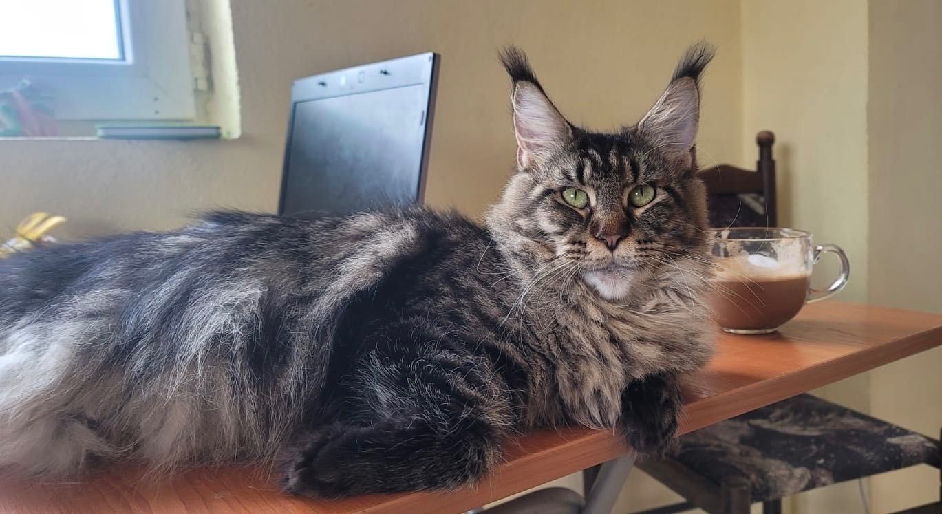 Pisoi  Maine coon