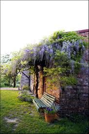 Puieti Wisteria mov 30 cm