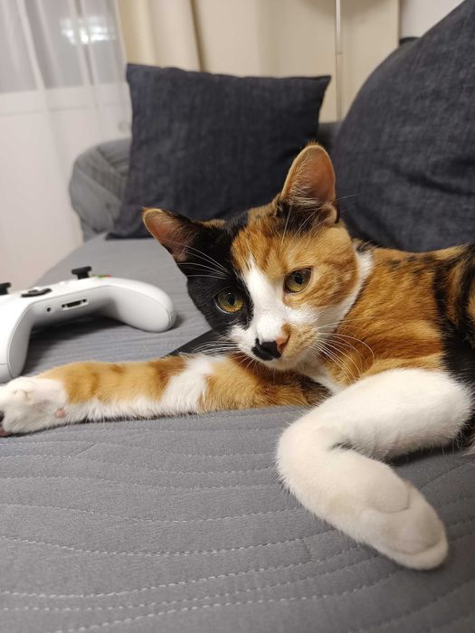 Dau spre adoptie o pisicuță