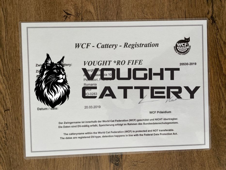 Pisica Maine Coon Red