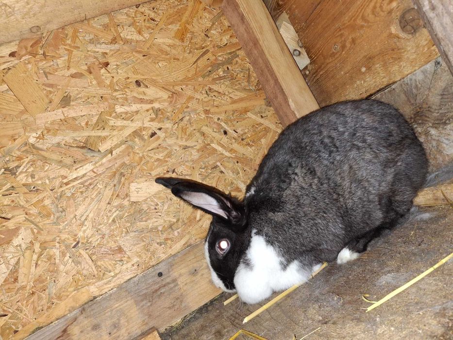 Iepuri rex dalmatian, berbec german, secuiesc