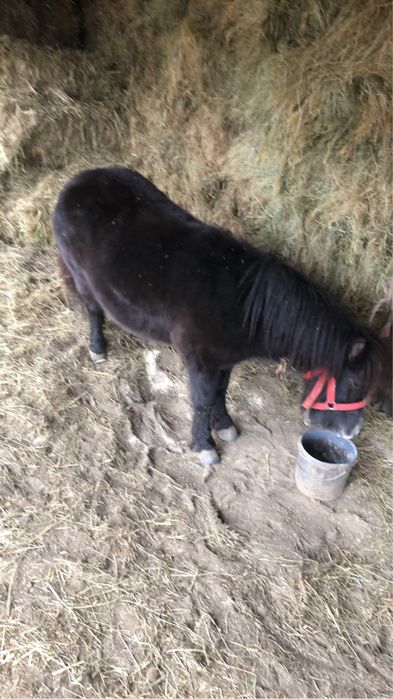 Vand poneita gestanta de 3 ani