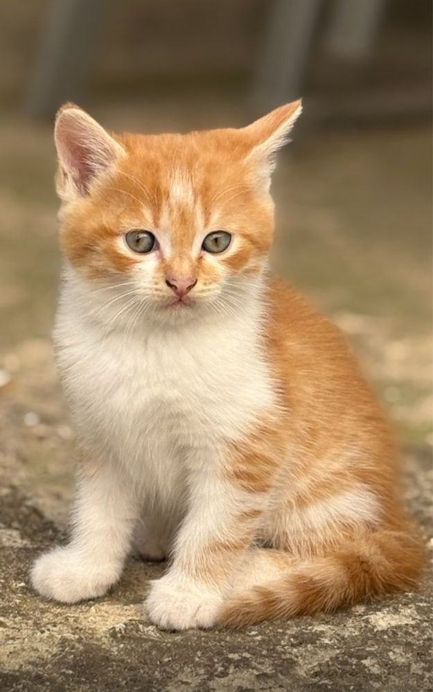 Котенца си търсят дом
