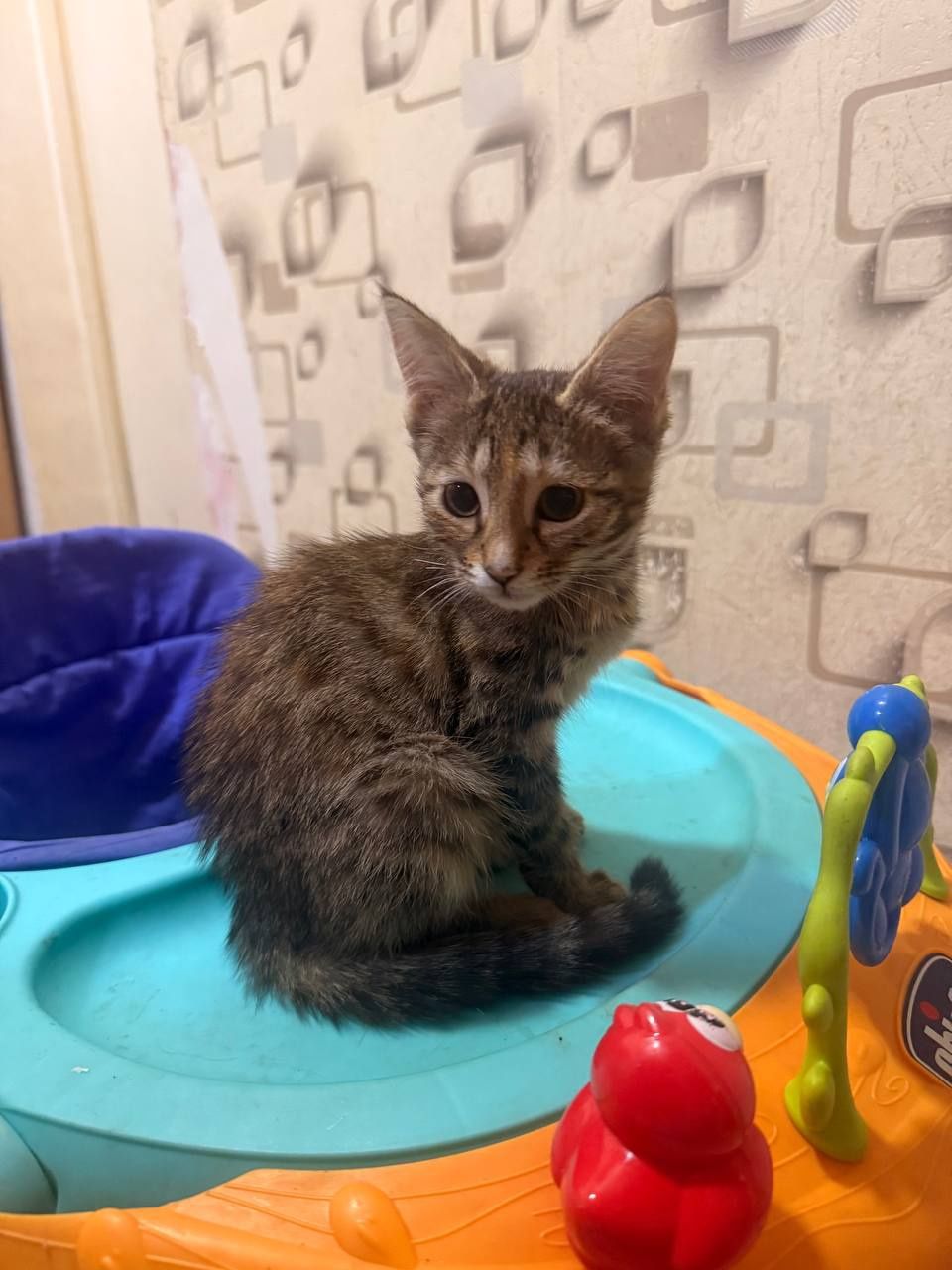 Котята 2 девочки в добрые руки