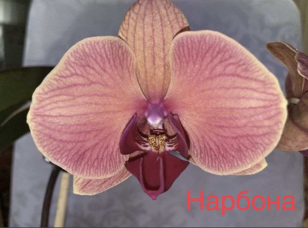 Орхидея Нарбона, отцветшая