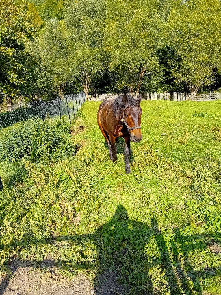 De vânzare , mânza de un an și 3luni