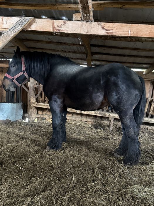 Vând armasar ardenez de 3 ani