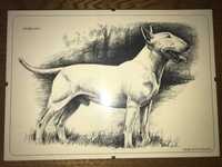 Desen bull terrier