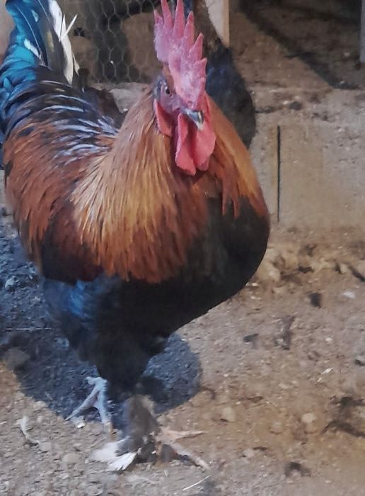 Marans negru arămiu