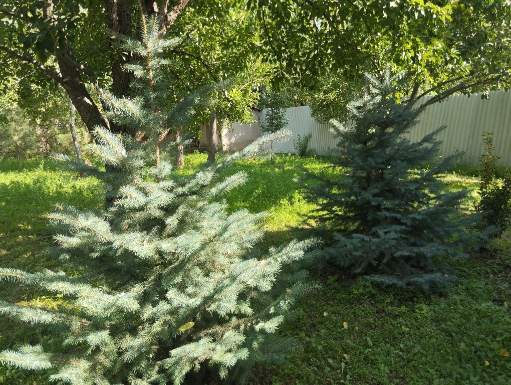 Продается ели и сосны