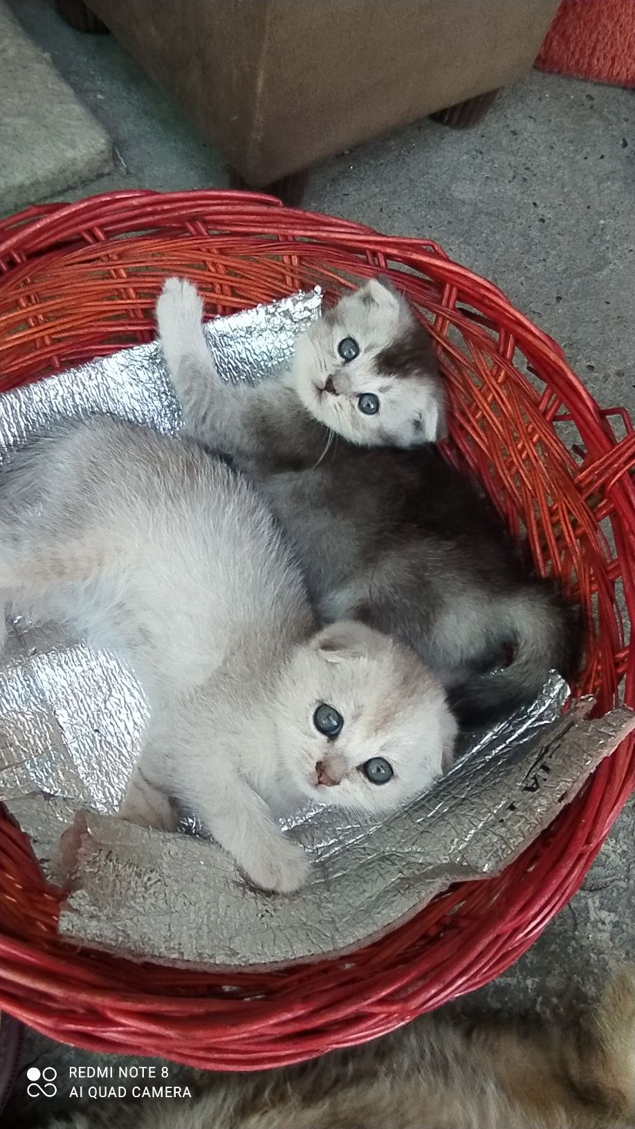 Шотландский вислаухий+Бретаниски страйт