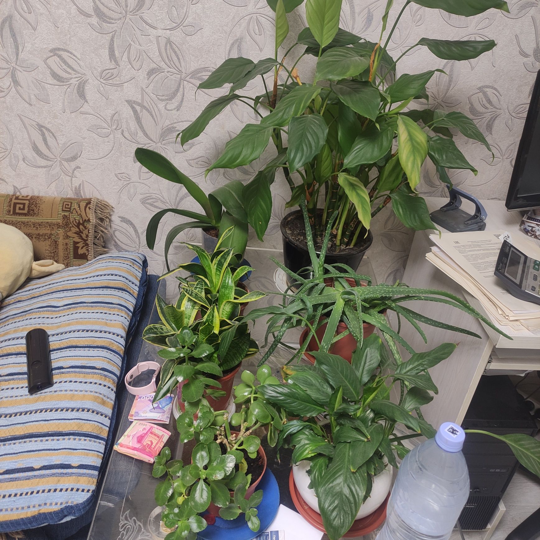 Цветы комнатные прдаю