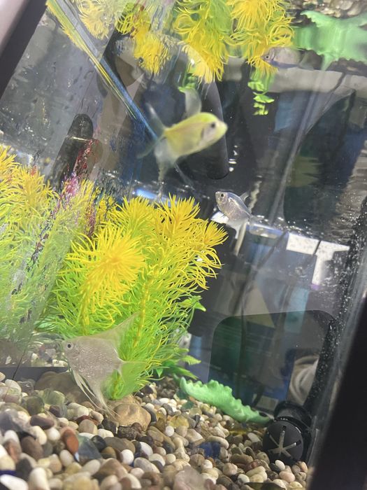 Аквариумные экзотические рыбки (с 4 рыбками)