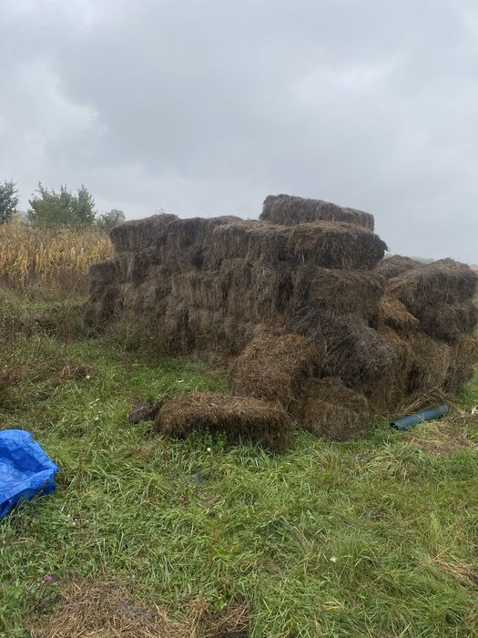 Vand 120 de bucati de baloti mici