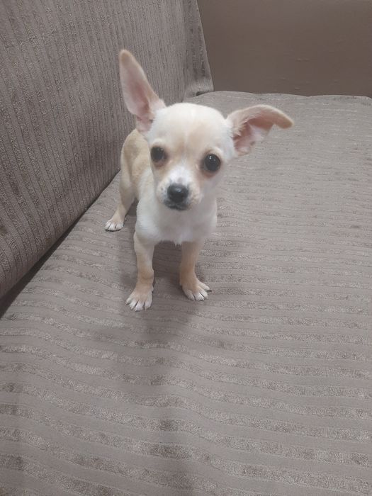 Чихуахуа мини момченце