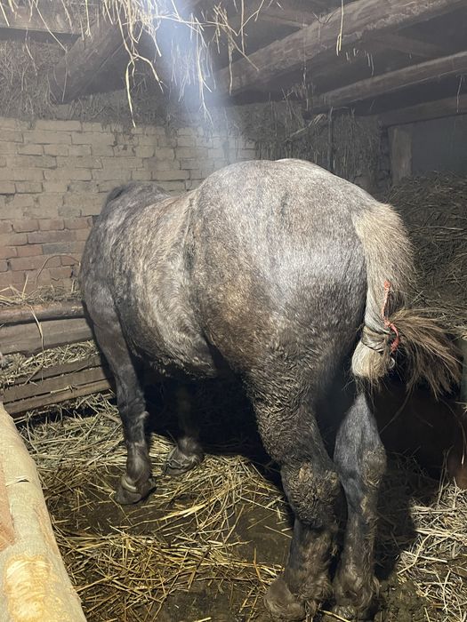 Schimb pecheron original de un an, nu ofer diferență