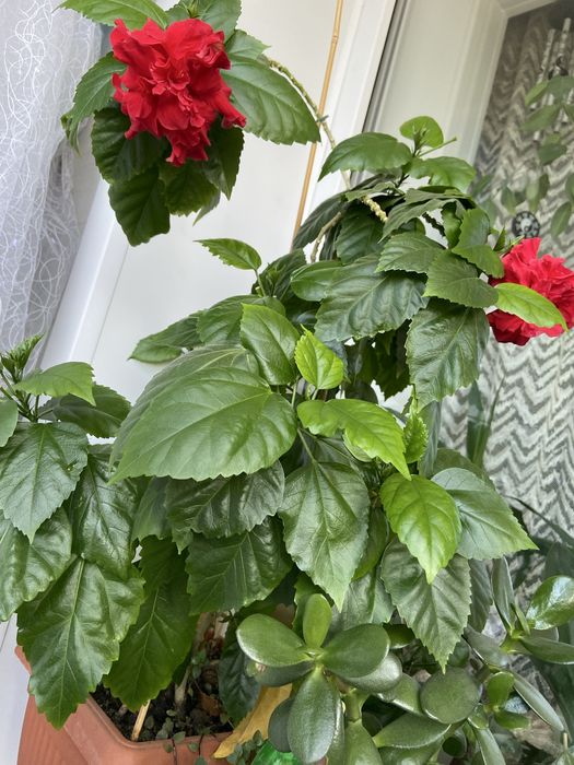 Цветок, китайская роза ( гибискус ) см 80