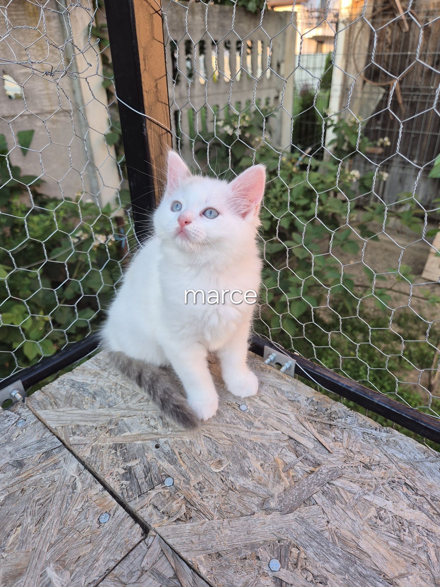 Ragdoll  Colorpoint