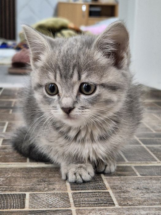 Котенок кошки мысык