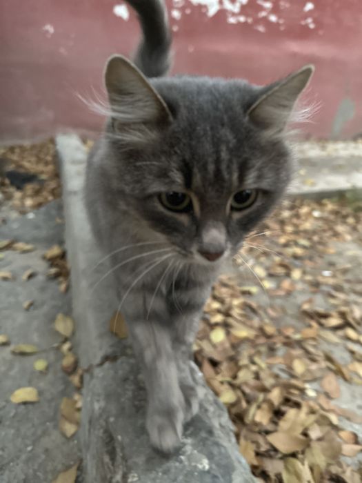 Ищем заботливую семью для молодой кошечки