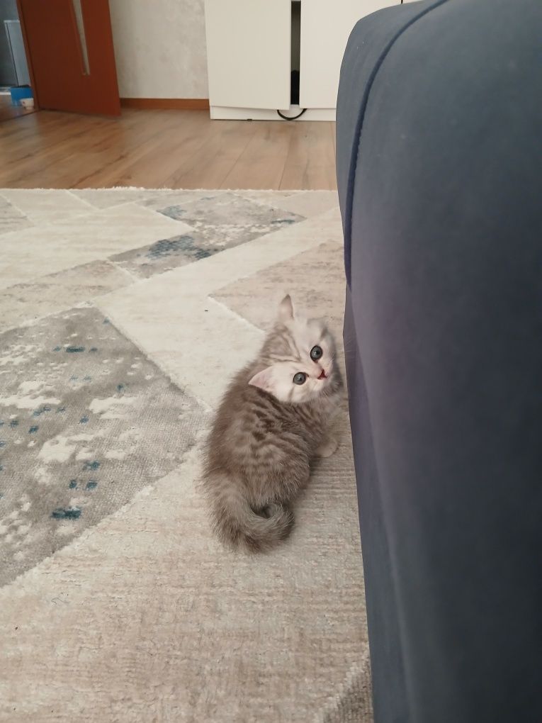 Британский котенок