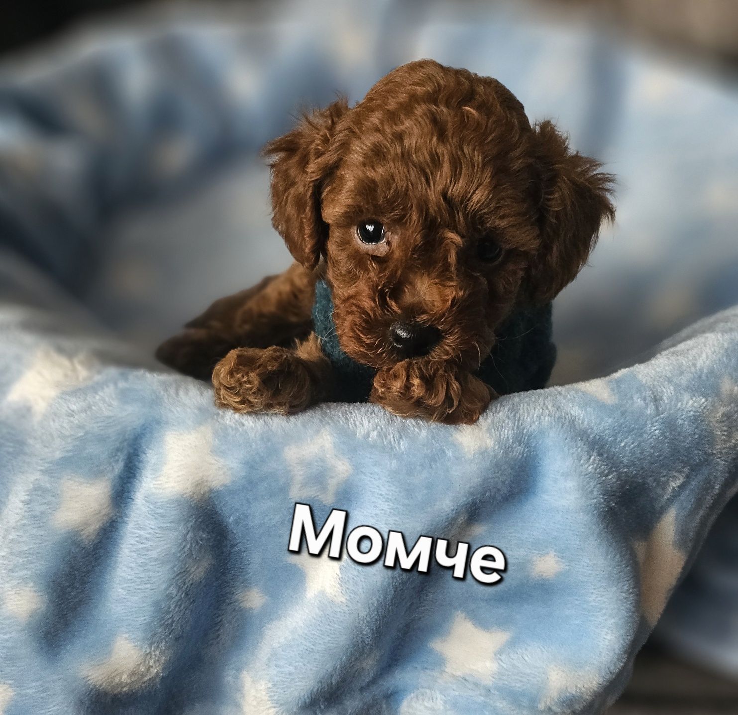 Резервирано !Пудел той/Toy poodle/Pedigree