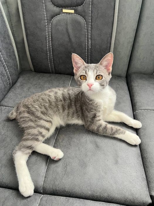 Котёнок в Хорошие руки