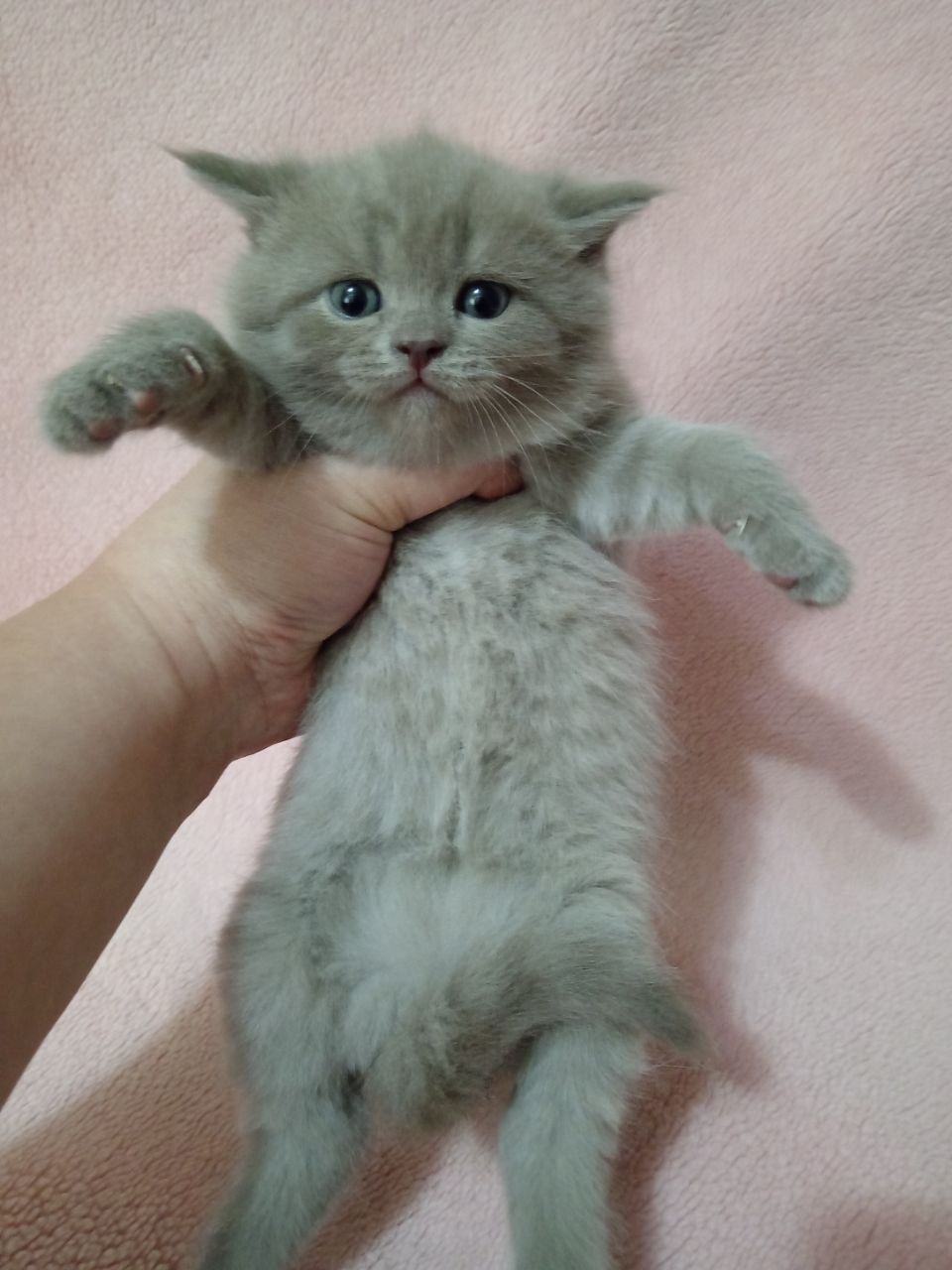 Молодой кот приглашает кошек на вязку