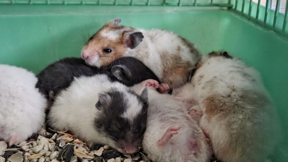 Хомяки хамстеры милые