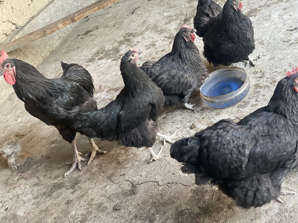 Xo’roz tovuqlar sotiladi parodasi Qora shag’zoda