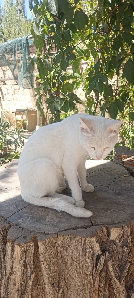 Красивые белые котята