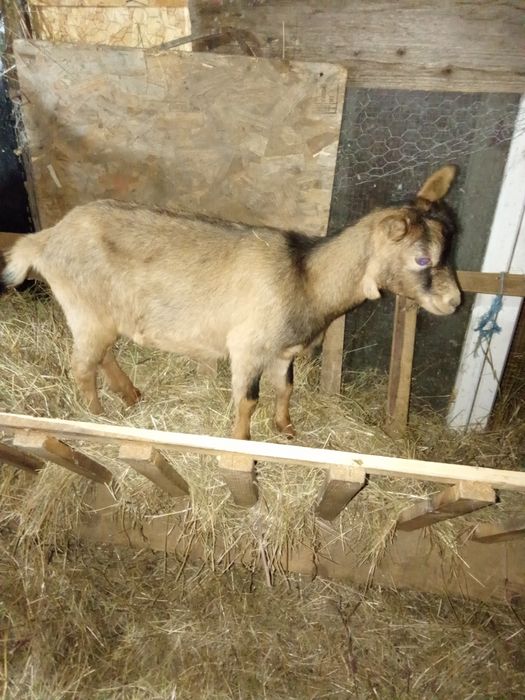 Vând o ieduța mestis de alpin francez posibil gestanta