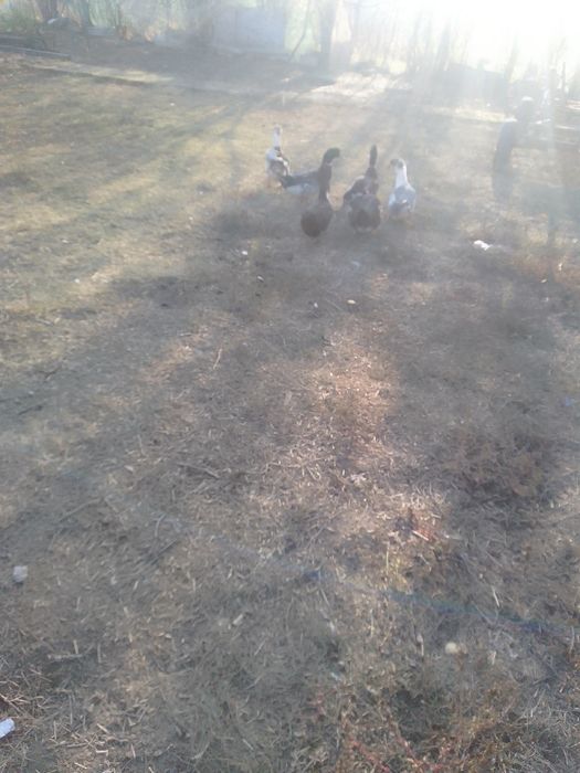 Rate românești de vânzare