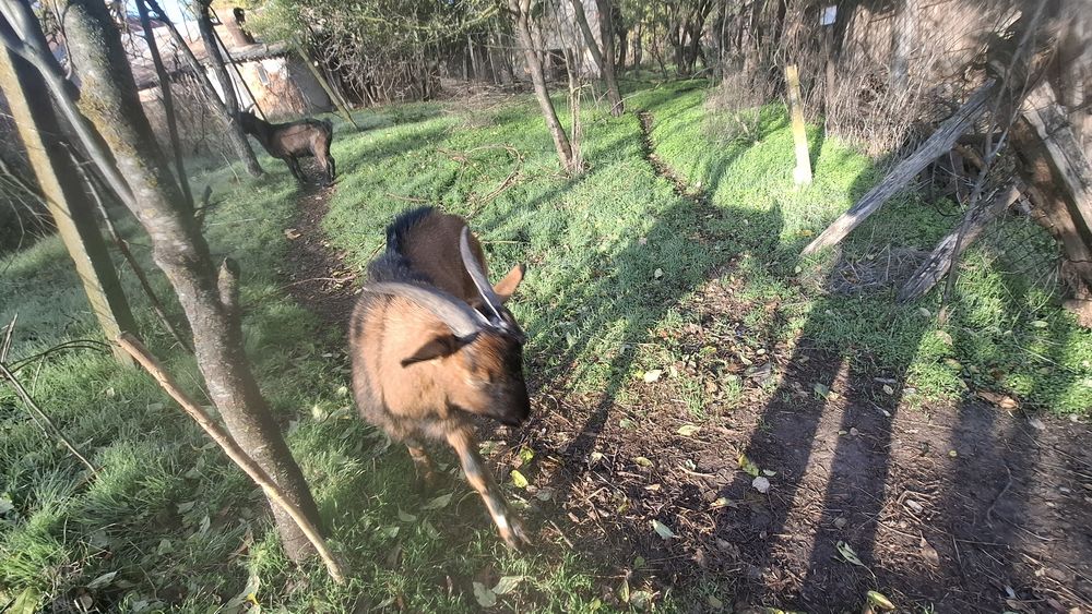 Vând țap alpin francez