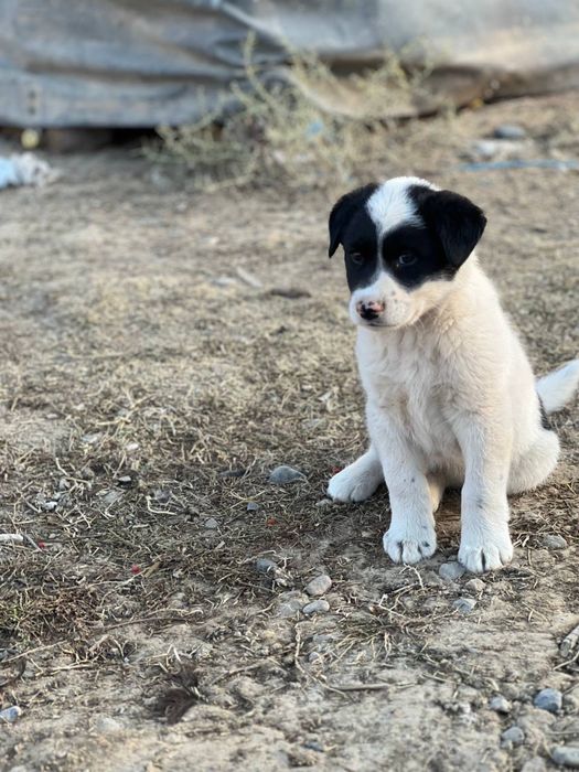 Toza alabay yakka tug’ma,jinsi Erke zotga zor kuchu