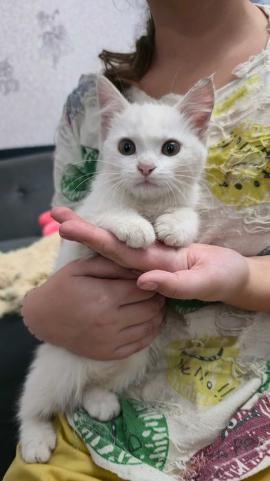 Отдам котенка в добрые руки