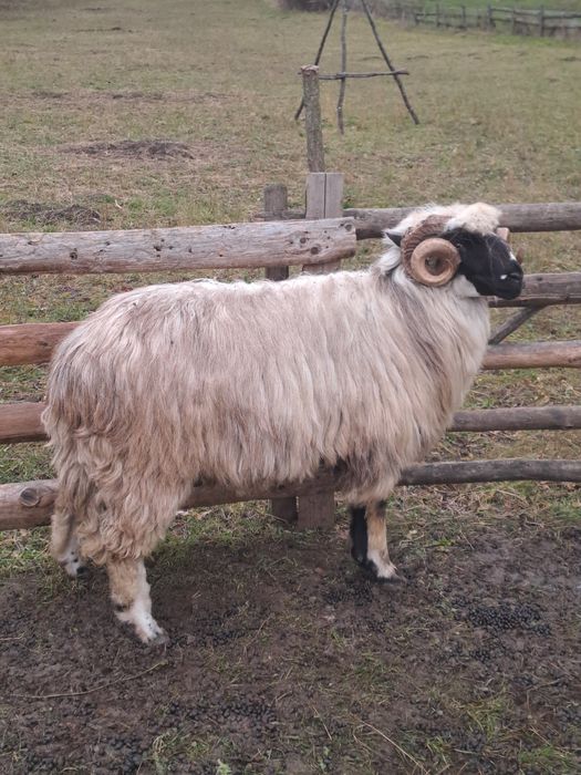 Vand berbec stramior