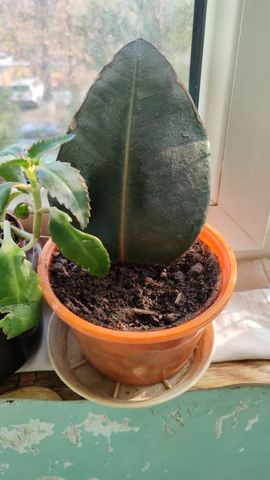 Комнатные растения, цветы для дома, офиса