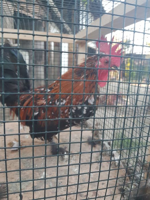 Cocoși pitici japonezi