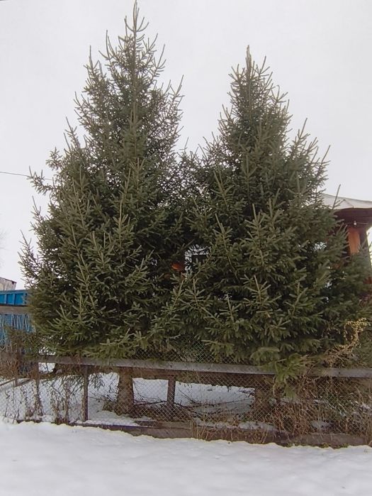 Продам ёлку живую 5-6 метров