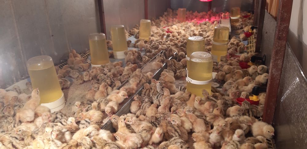 Pui de prepelita si prepelitie outoare.