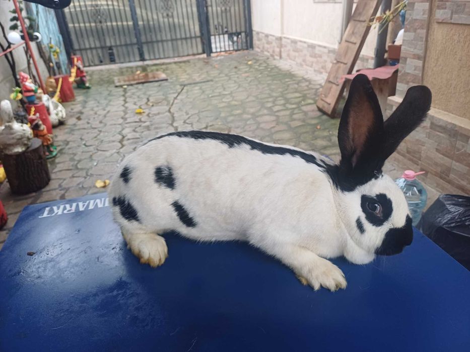 Iepuri fluture german