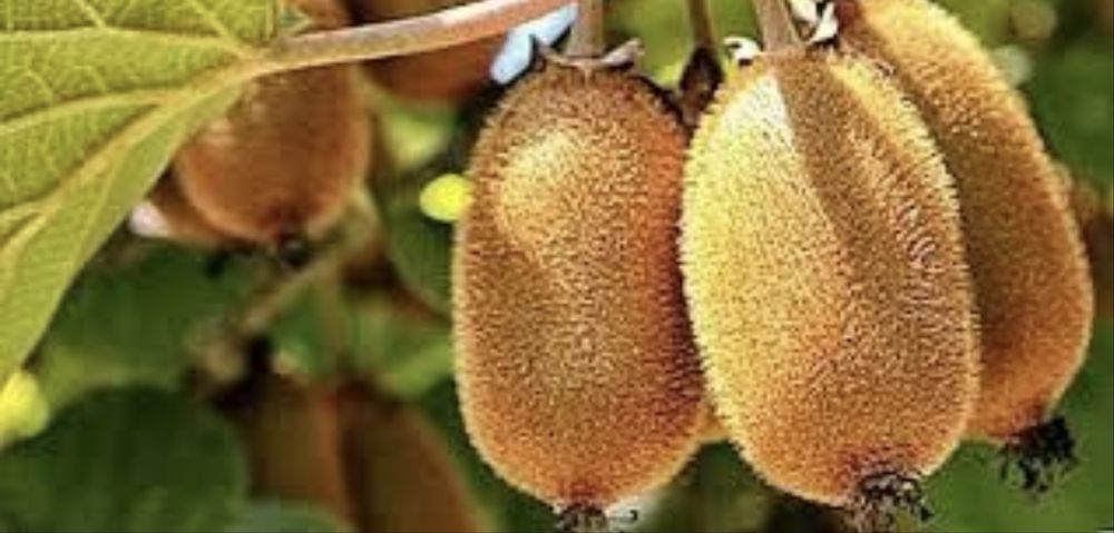 Kiwi actinidia delicioasa calitate garantata