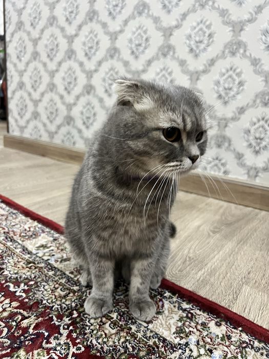 Продам своего породистого кота