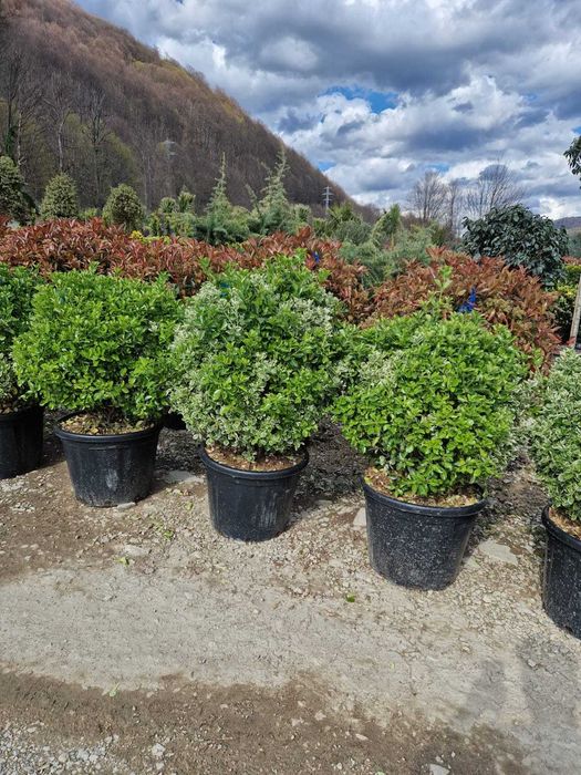 Plante Ornamentale Calitate Extra Oriunde in tara!