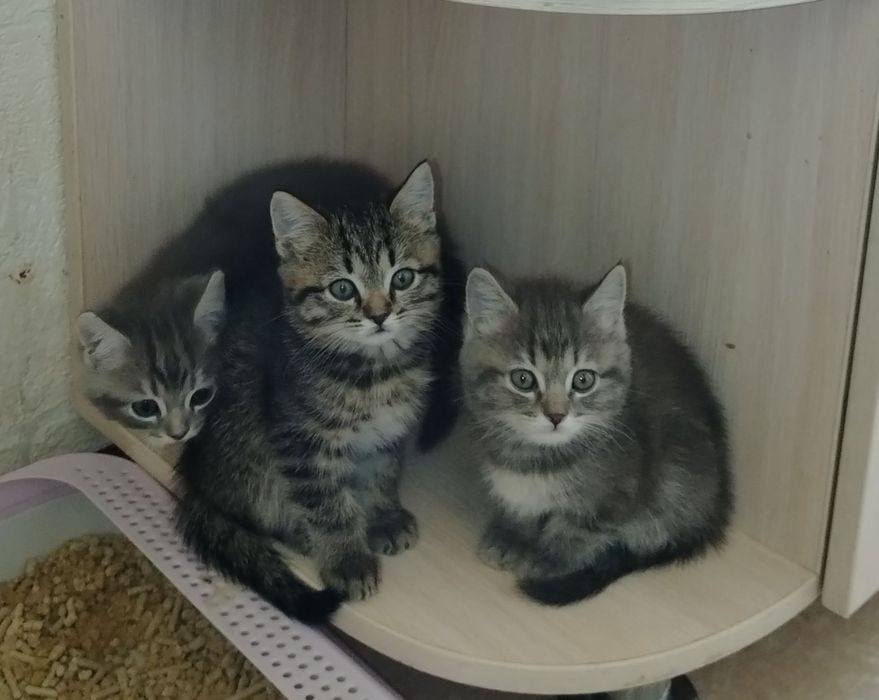 Продаются породистые котятки в любящие и добрые ручки
